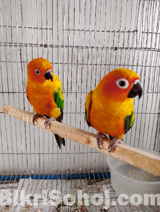 Sunconure